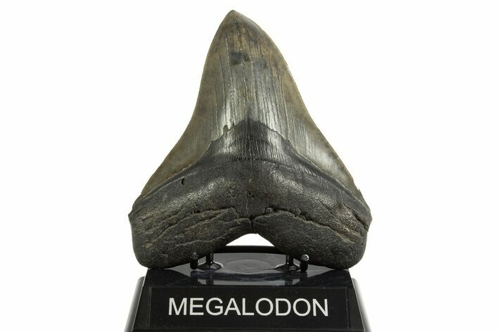 Serrated, Fossil Megalodon Tooth - South Carolina #344554
